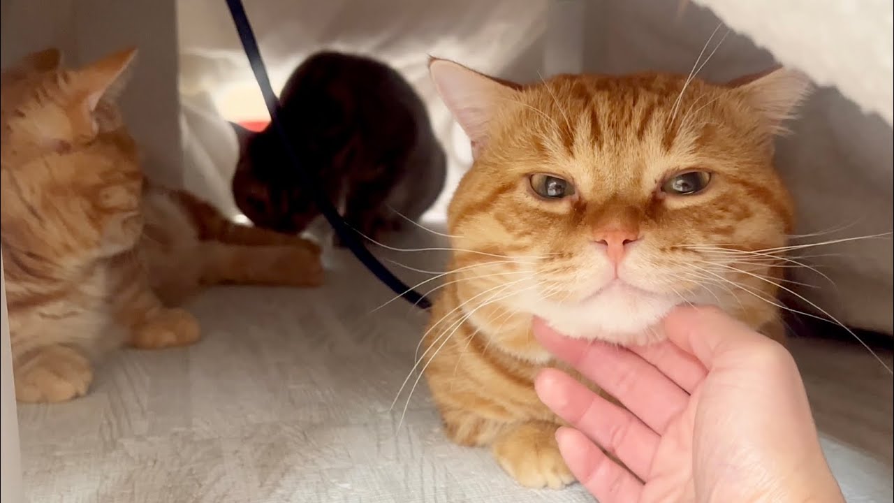 コタツで丸くなる猫の寝正月をゆっくりと。 #猫 #マンチカン