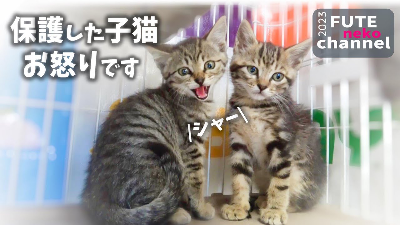 激おこ子猫は今日もシャーが止まない【保護子猫】