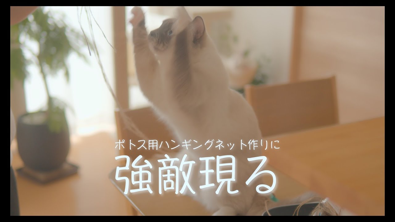 【麻紐DIY】ポトスハンギング用ネット　#猫 #ラグドール #ragdollcat