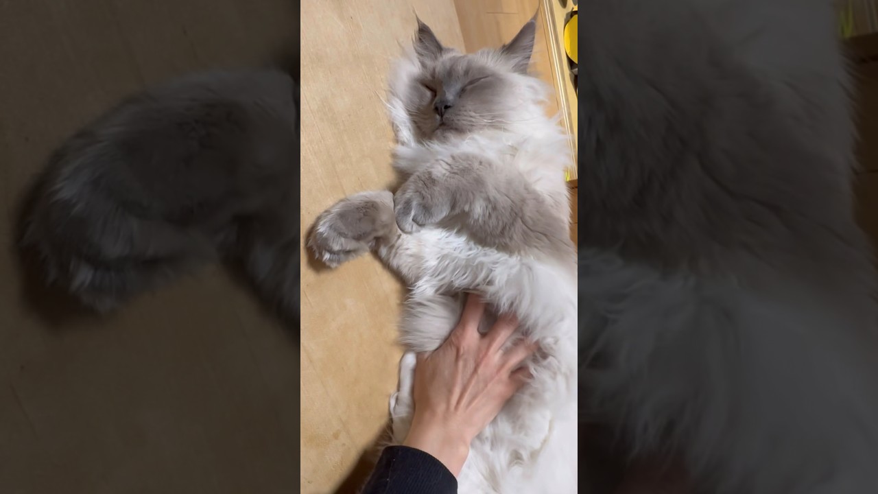 手が隠れるほどのもふもふ　サイベリアンの子猫　#shorts