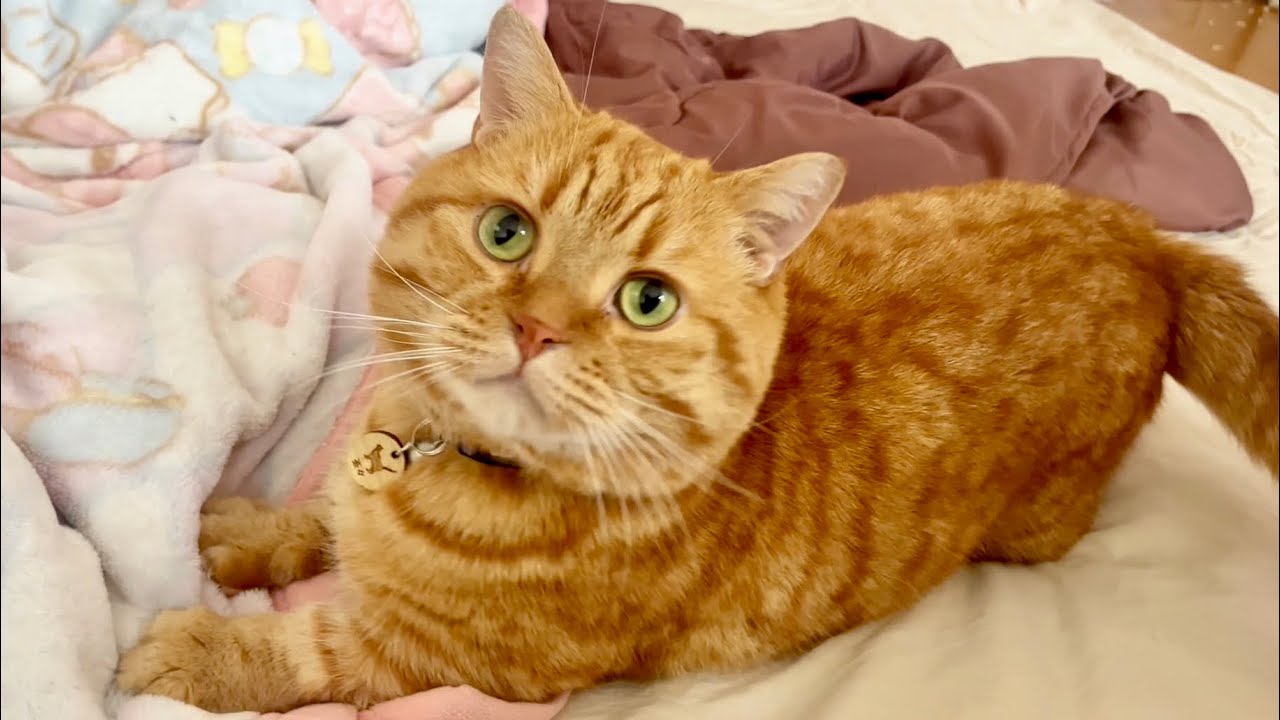 珍しく茶々くんがふみふみ&ちゅぱちゅぱしてる相手はまさかの...！ #猫 #マンチカン