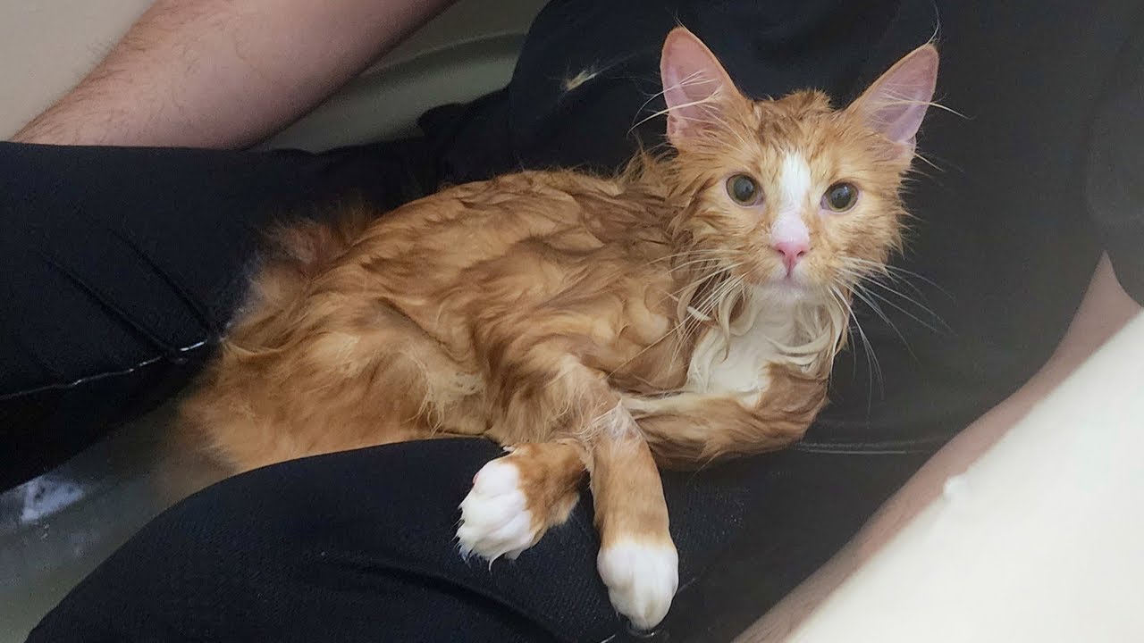 子猫と一緒にお風呂に入ったらこうなりました