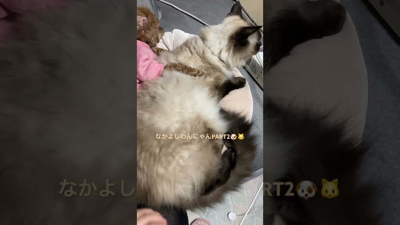 なかよしわんにゃんPART2🐶🐱🩷❤️🩷❤️ #トイプードル #ラグドール #多頭飼い #いぬすたぐらむ #ねこすたぐらむ #もふもふ #犬のいる暮らし #猫のいる暮らし #犬と猫