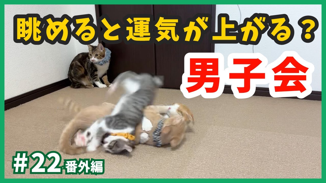 【保護猫 開運】子猫のドタバタを楽しく眺めて、明るく新年をスタート❗【ねこせんチャンネル・番外編22】
