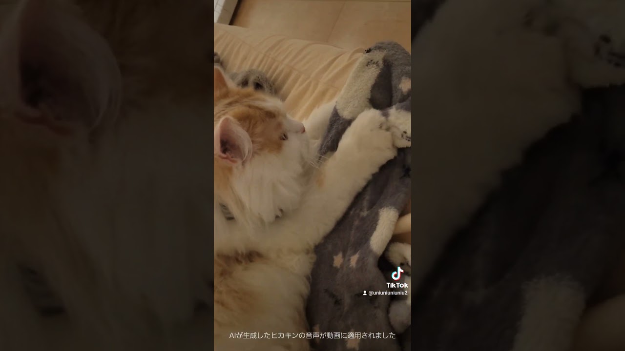 ふみふみ猫 #ラガマフィン #shorts #猫動画 #ふみふみ