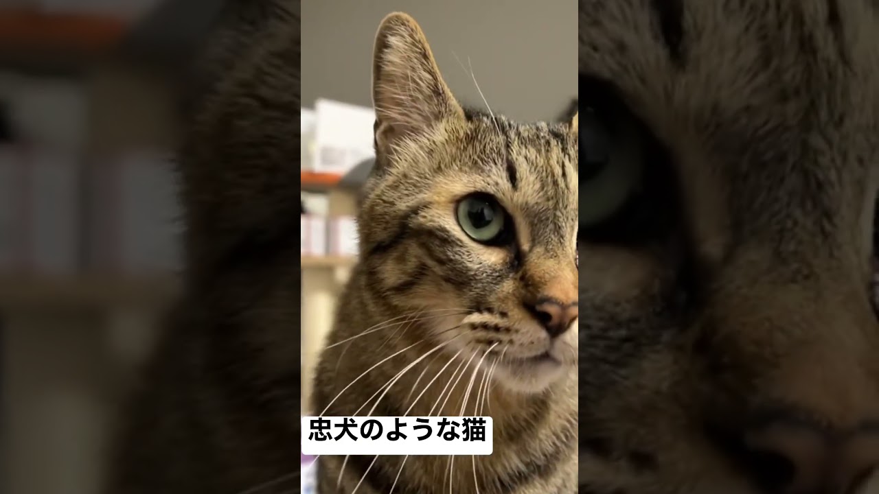 いいお返事をする中堅のような次男坊猫 #猫 #cat #ねこ #shorts