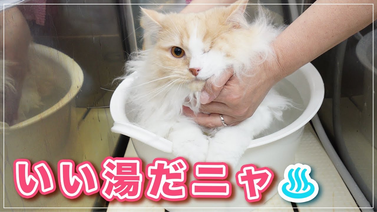 【シキちゃん】隻眼の猫が良い子すぎる！人間を理解し許してくれる【サイベリアン】