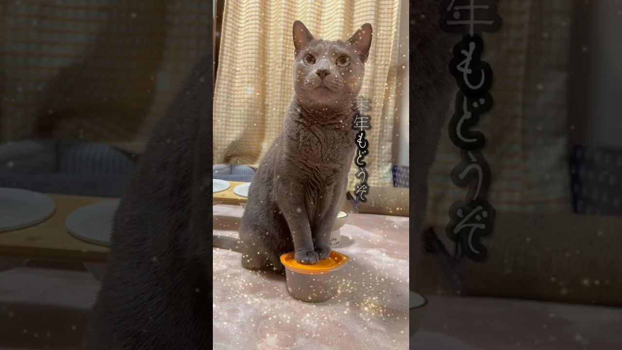 【ロシアンブルー】あけましておめでとうございます🥰めろん、今朝4時起き😂初おねだりも絶好調です🤭【猫】#shorts