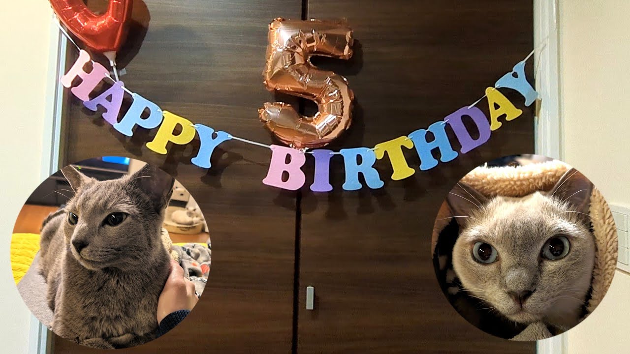 【5歳】【ロシアンブルー×トンキニーズ】新年ご挨拶とこてさんお誕生日（#127）