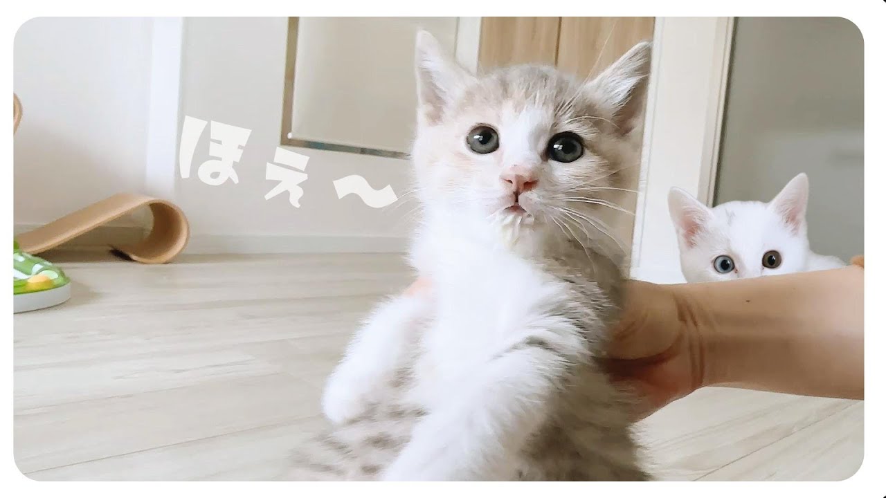 【決定的瞬間】子猫がミルクを飲み終えた子猫に通りすがりにパンチする【保護猫生活50日目】