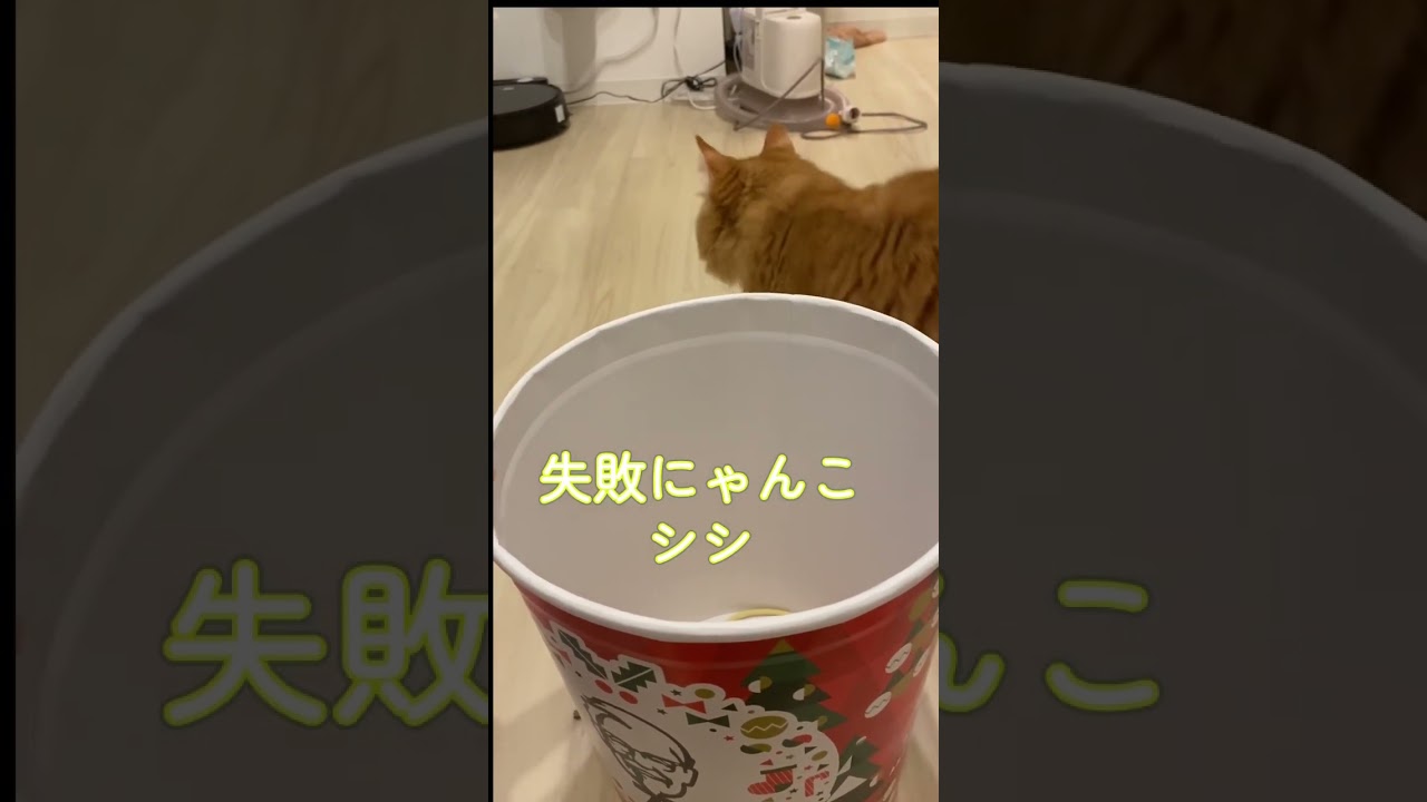【サイベリアンの子猫】失敗にゃんこシシ#siberian #siberiancat #cat #サイベリアン #ねこ #子猫 #cutecat #short #shorts
