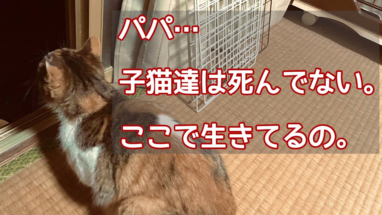 #15 子猫の無事を伝えたい母猫。戻ってこないパパ猫を呼び続けて、ついに報われた日。