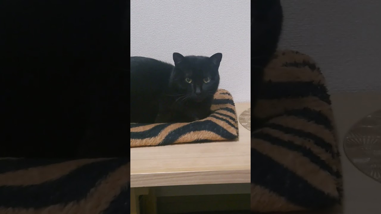 ヌコ＆カガミモチ