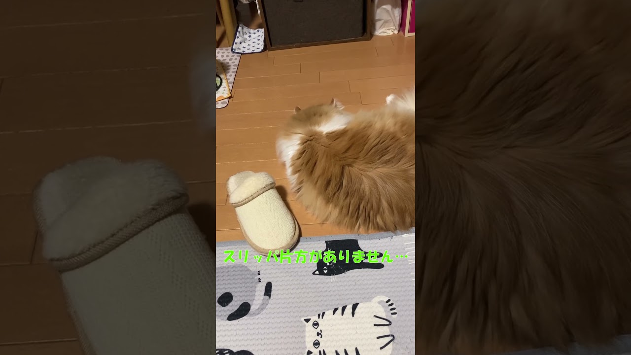 相変わらずパパのスリッパが大好きな猫 #shorts  #猫 #アメリカンカール #cat