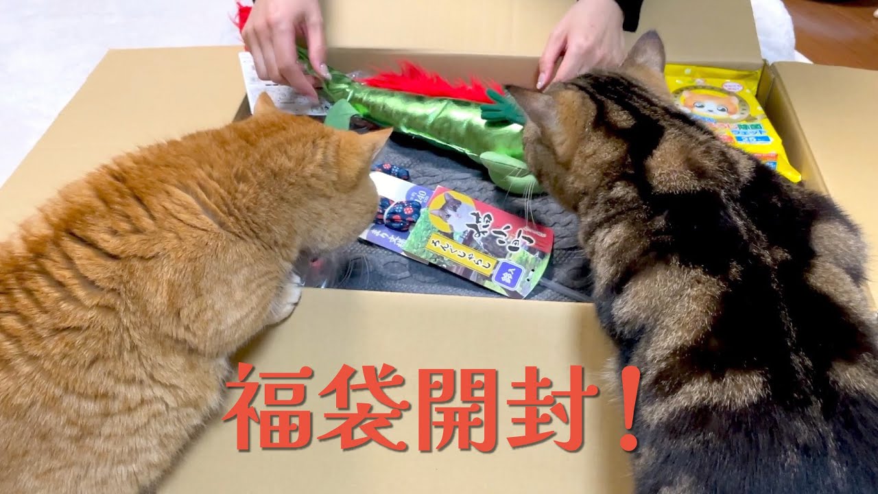 猫たちと一緒にワクワク福袋開封！！