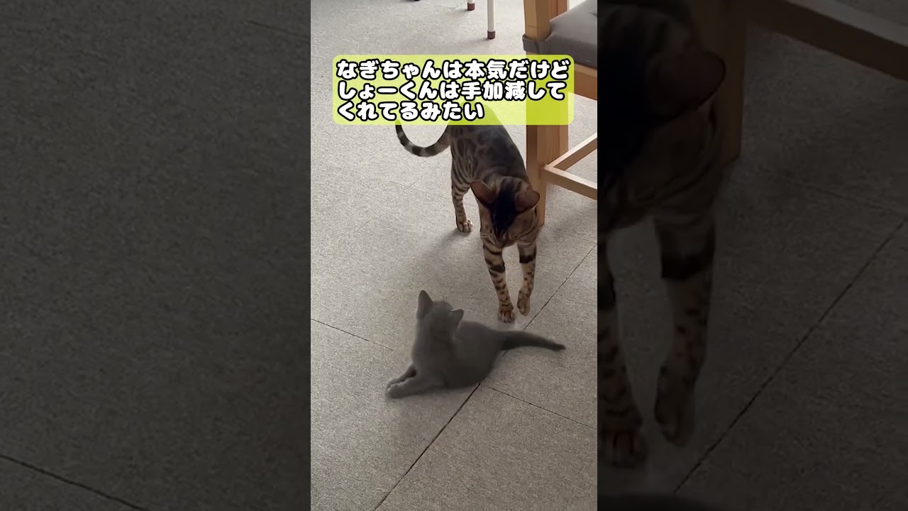 【猫】なぎちゃん子猫時代① #cat #kawaii #ロシアンブルー #ベンガル #子猫
