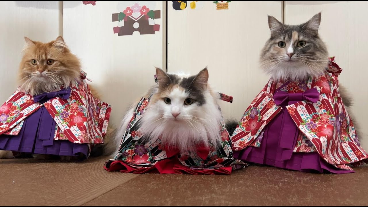 【2024年お正月】猫に袴を着てもらったら想像以上におめでたかった
