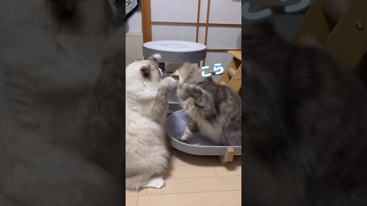 やめなさいって #shorts #猫 #ノルウェージャンフォレストキャット #サイベリアン #cat #まな猫