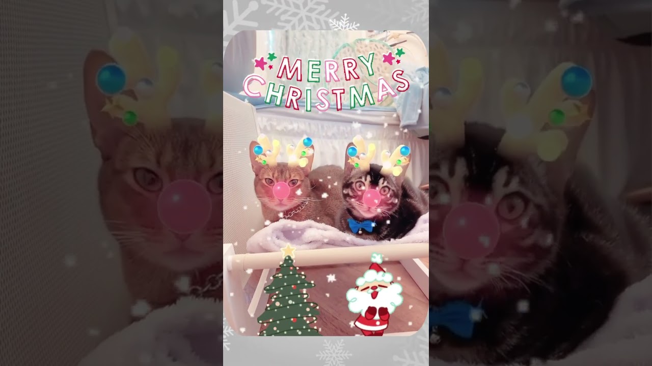 メリークリスマス #ベンガル #アビシニアン #shorts
