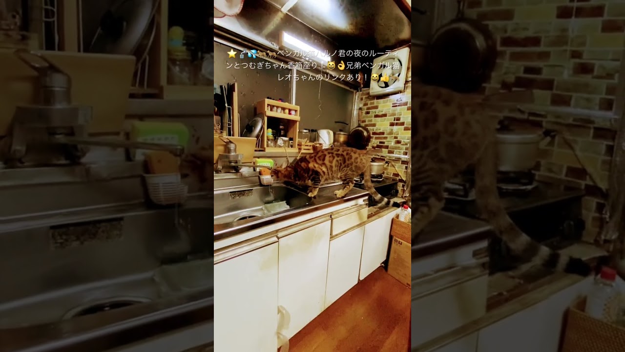 #猫#ベンガル猫#Bengal cat#short ★ベンガル猫のハルノ君！夜のルーティンとつむぎちゃん香箱座り！目指せ４０万人（笑）（２０２３１２２７ー５）🐆兄弟猫のレオちゃんは、七夕７７様へ！↷
