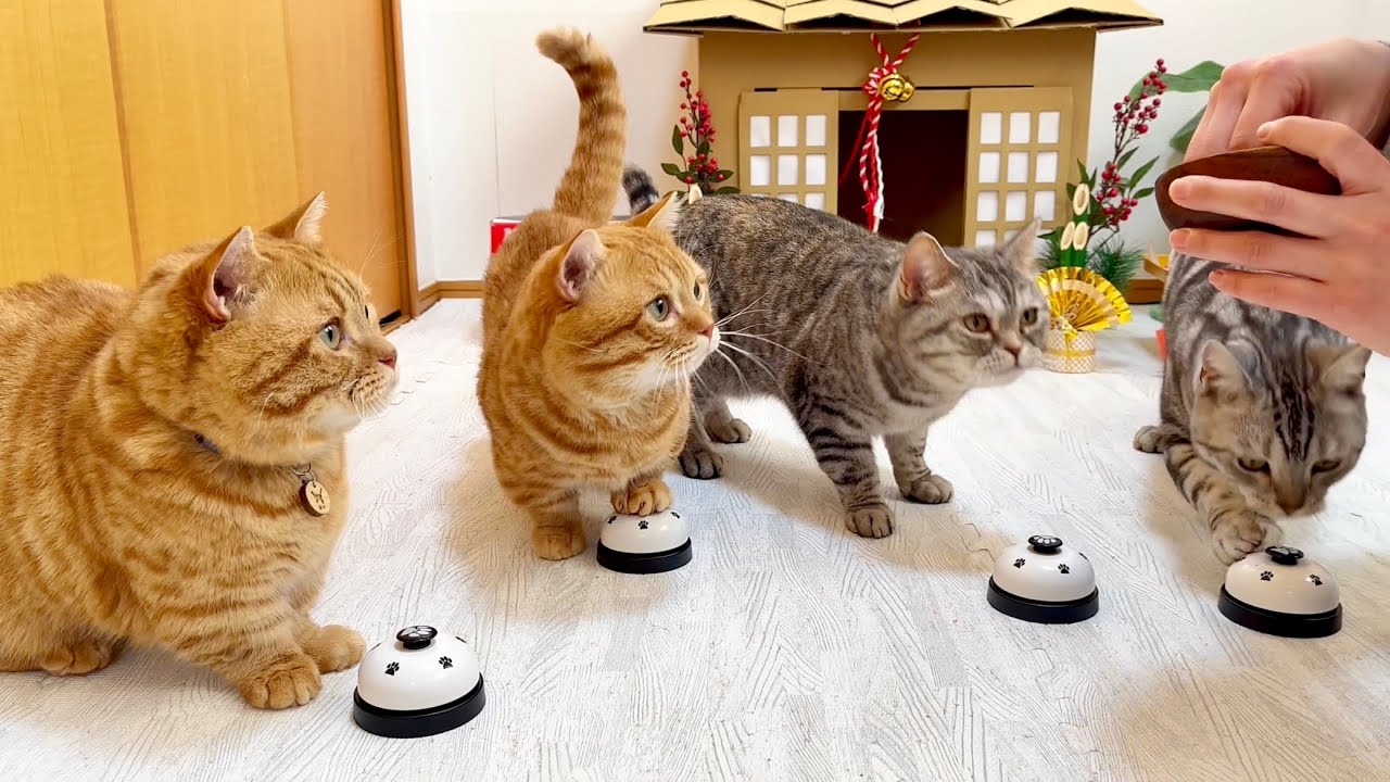 大晦日だよ！ねこもふ生活！ #猫 #マンチカン