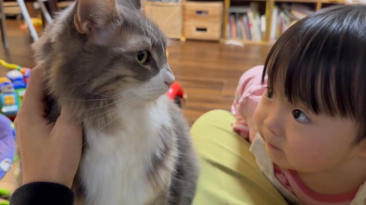 2歳児から慕われる猫　ノルウェージャンフォレストキャット　ラガマフィンA cat loved by 2-year-olds. Norwegian Forest Cat. Ragamuffin.