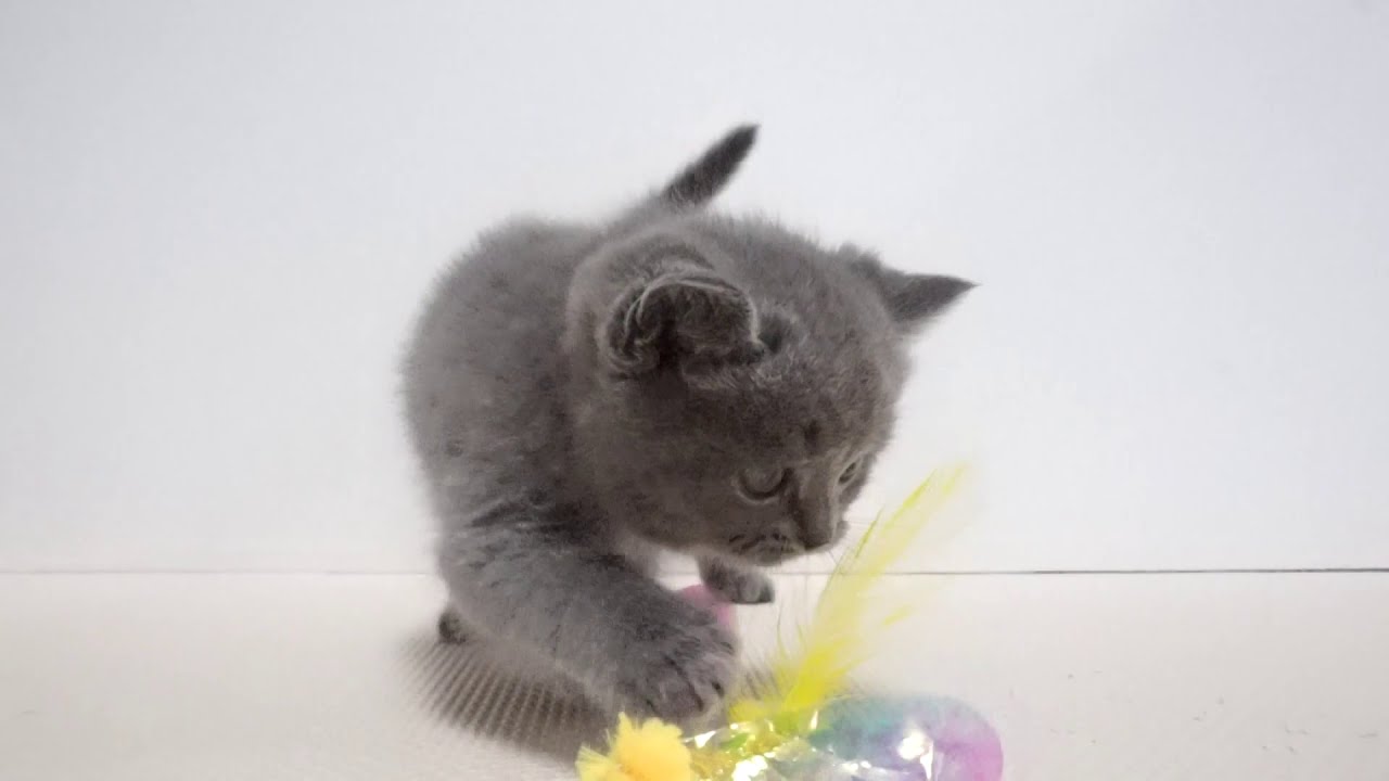 セルカークレックス子猫　2019．12．1産れ　ブルー　シーダキャット猫のお店