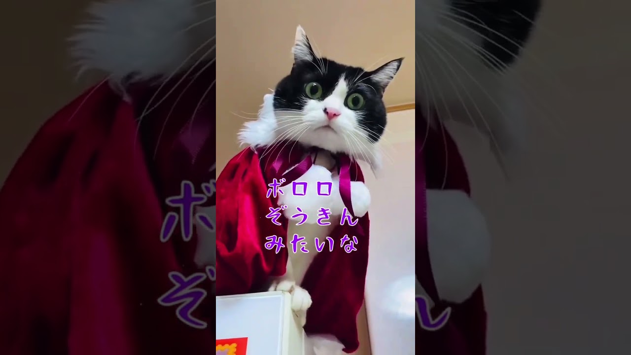 【猫姉妹】ボロロw#ラグドール #ハチワレ #cute #クリスマス #shorts