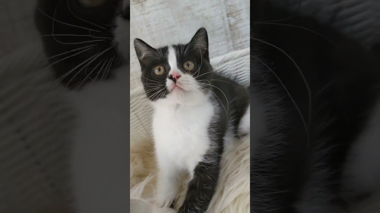 スコティッシュフォールド 明るい性格の坊やです🖤　ブラック&ホワイト