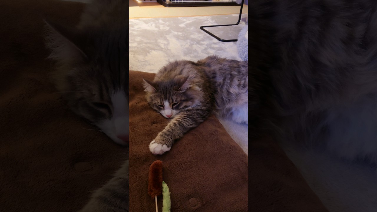 遊びより眠気。#サイベリアン #siberian #cat #shorts