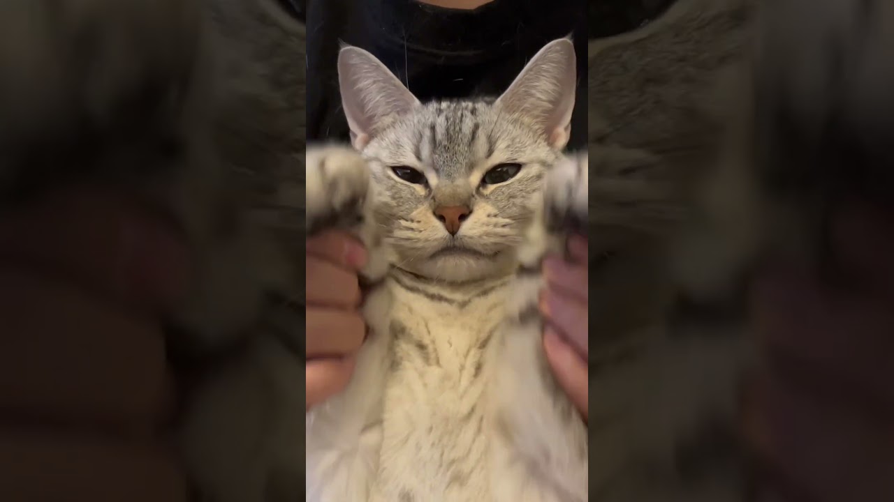 ねこダンスの練習中です【#Shorts】