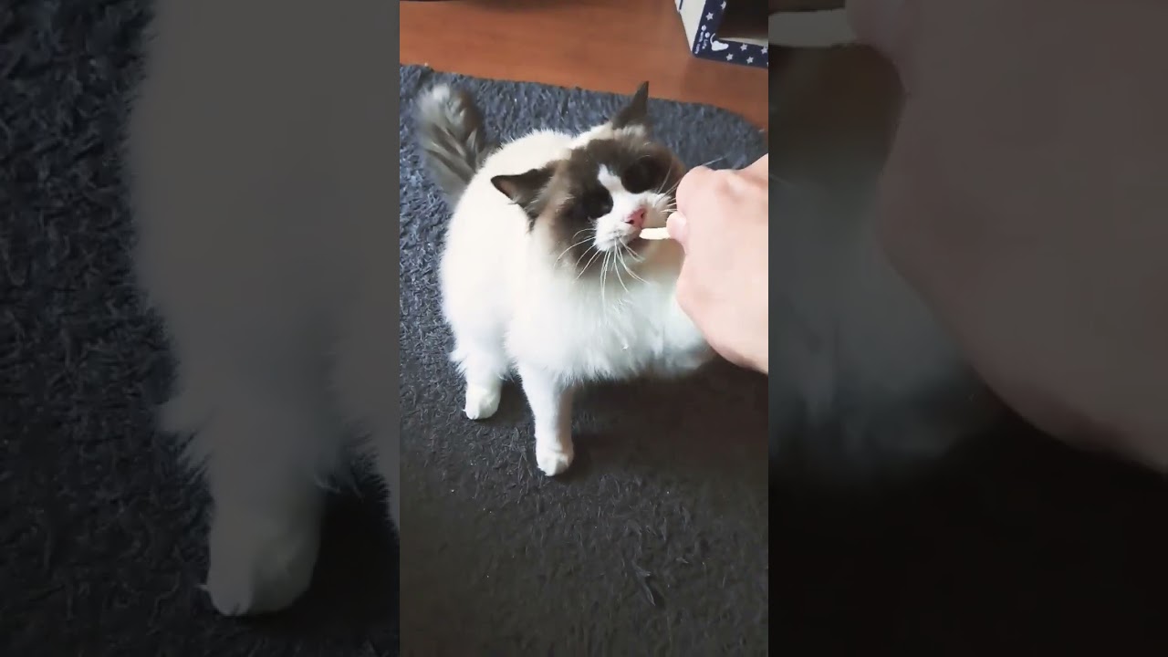猫のおやつTIME🎵歯磨きガム#ラグドール #猫のいる生活 #猫のいる毎日 #可愛いネコ #ショート