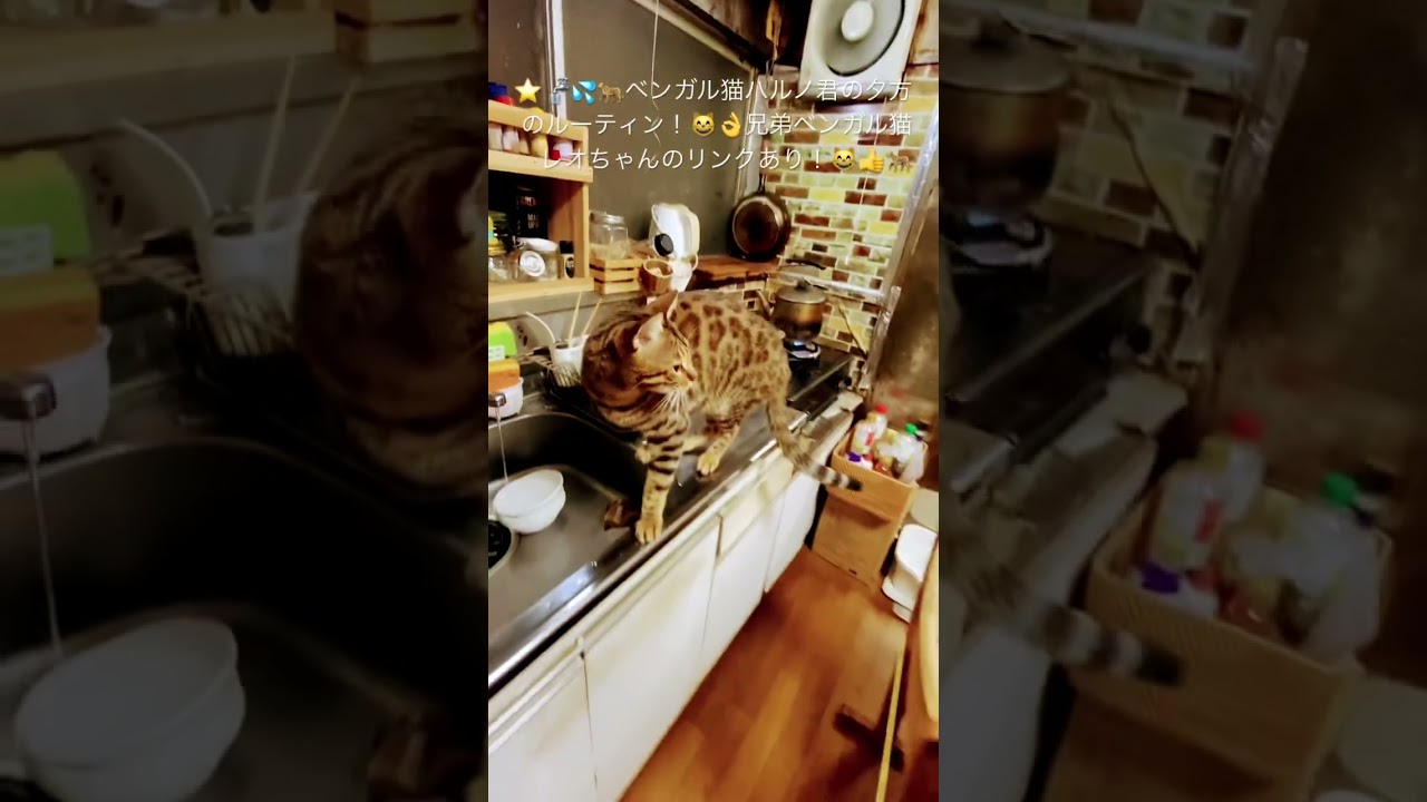 #猫#ベンガル猫#Bengal cat#short ★ベンガル猫のハルノ君！夕方のルーティン！目指せ４０万人（笑）（２０２３１２２６ー４）＊🐆兄弟ベンガル猫レオちゃんのリンクあり！