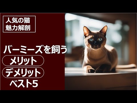 人気の猫 魅力解剖！バーミーズを飼うメリット・デメリットベスト5