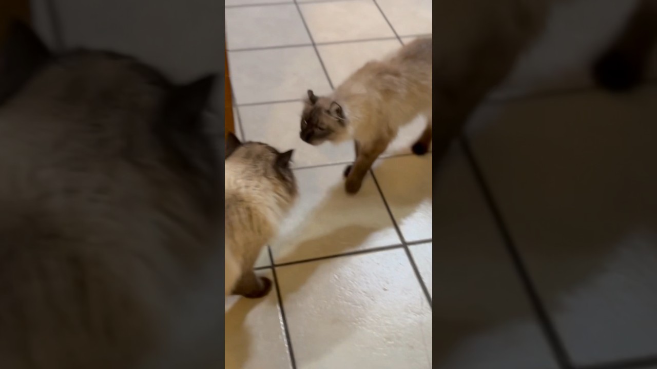 【1年ぶりの再会】雌オオヤマネコと雄ラグドール #shorts #猫