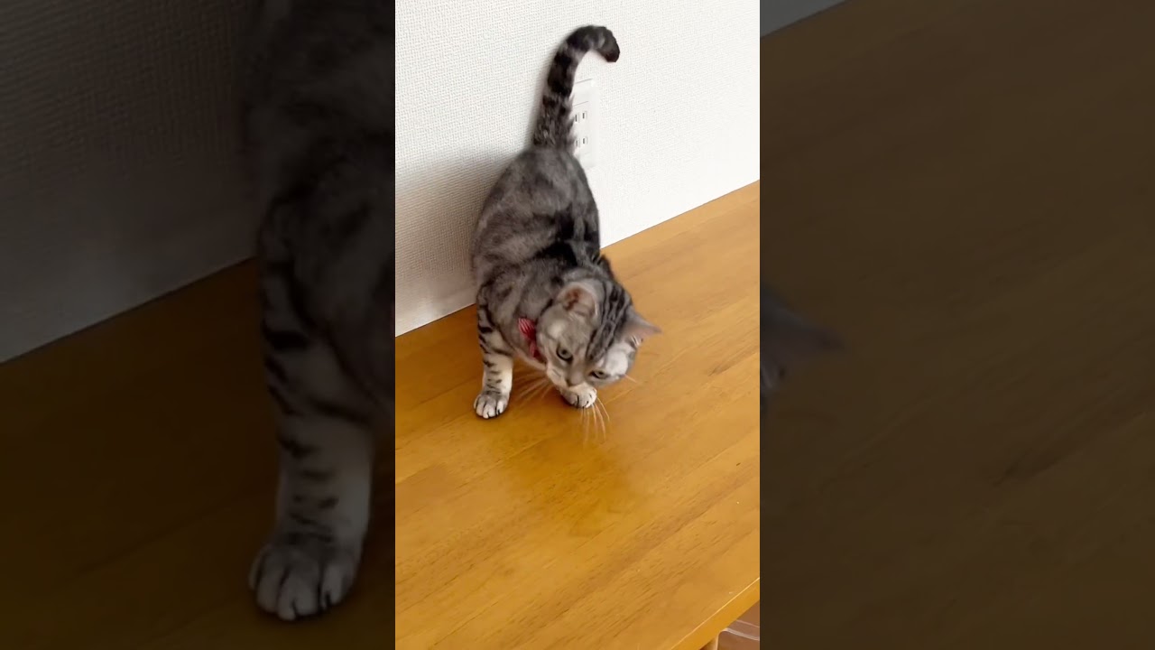 自ら踊っちゃう猫 #shorts