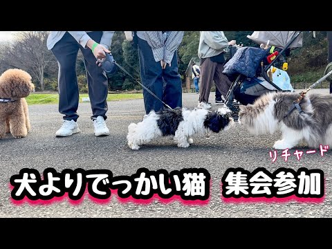【北欧のでっかい猫】大きな猫たちは犬の集会に参加してきました