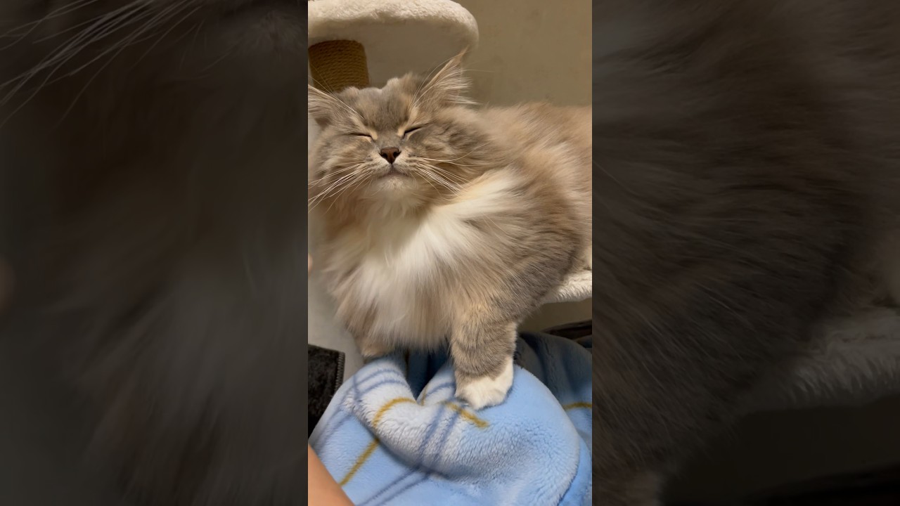 とても気持ち良さそうにブラッシングされる猫#サイベリアン #shorts