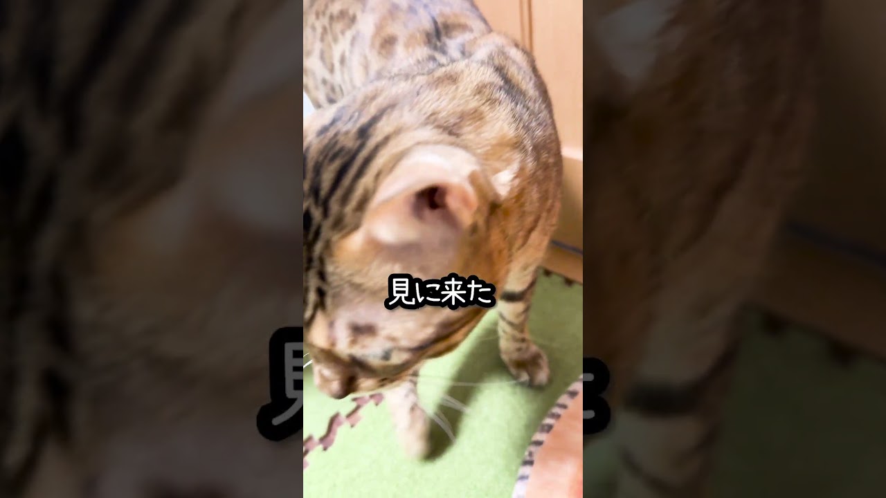 うちのベンガル猫がやらかしました #shorts #ベンガル #猫