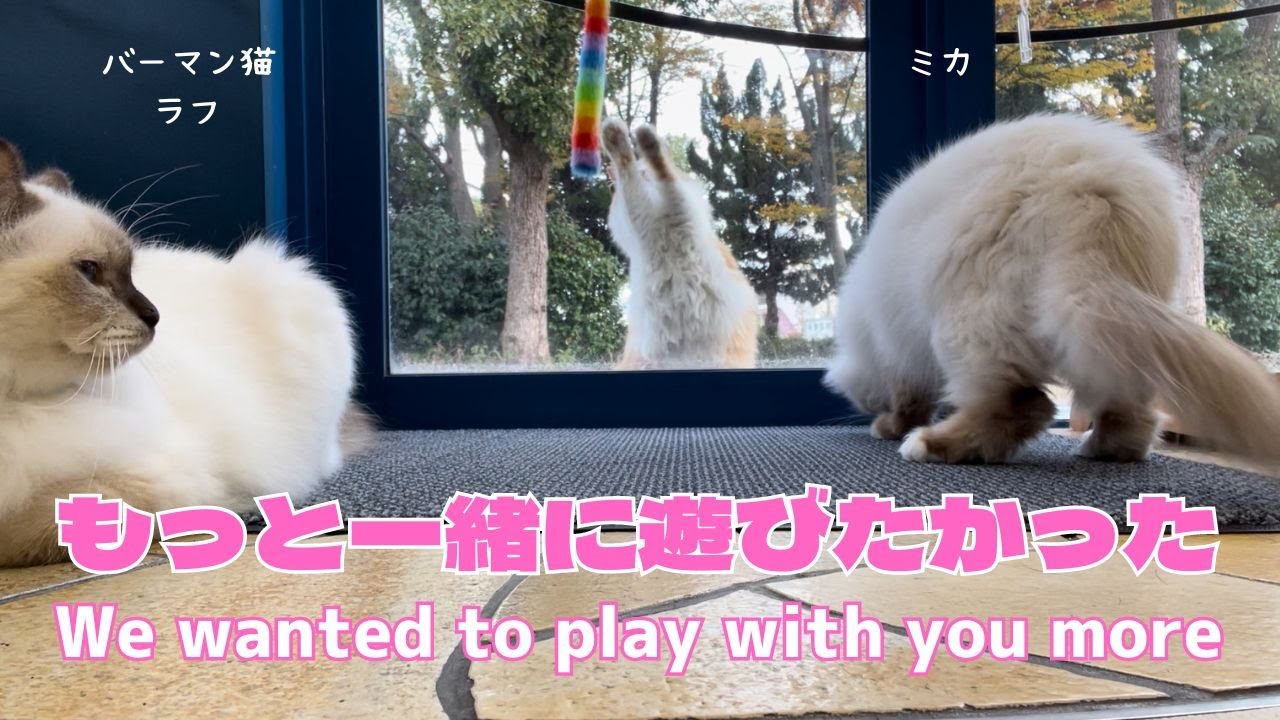 バーマン猫ラフとミカとウリ【もっと一緒に遊びたかった】We wanted to play with you more（バーマン猫）Birman/Cat