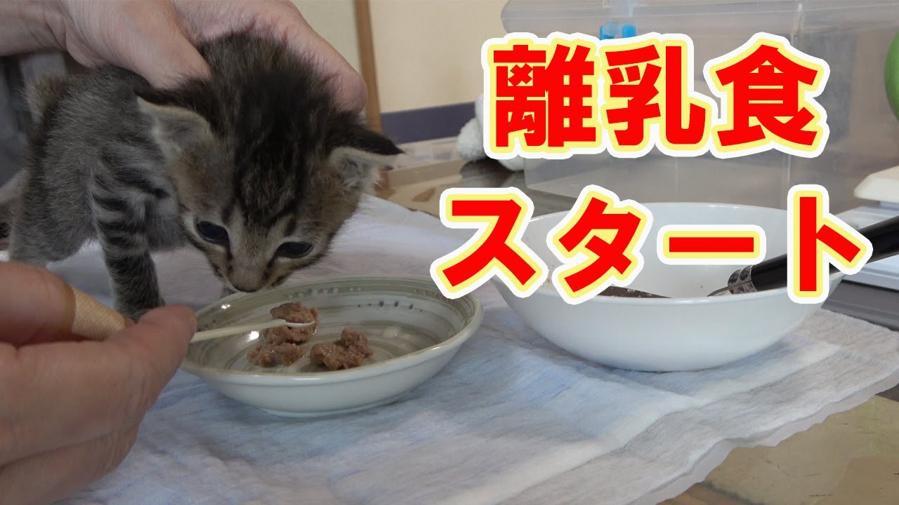 【保護猫】レスキューした子猫㉓初めての離乳食！自力では無理でした…