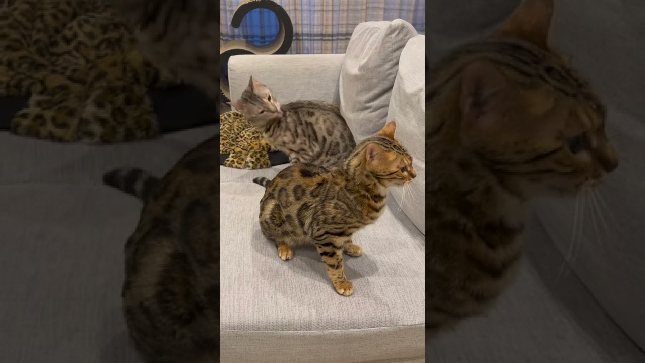 どちらが強者なのかイマイチわからない猫達#shorts