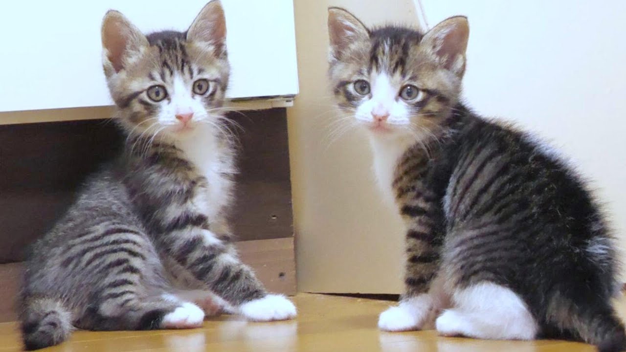 仲良し子猫たちのシンクロ妙技をご覧ください【赤ちゃん猫　保護猫】