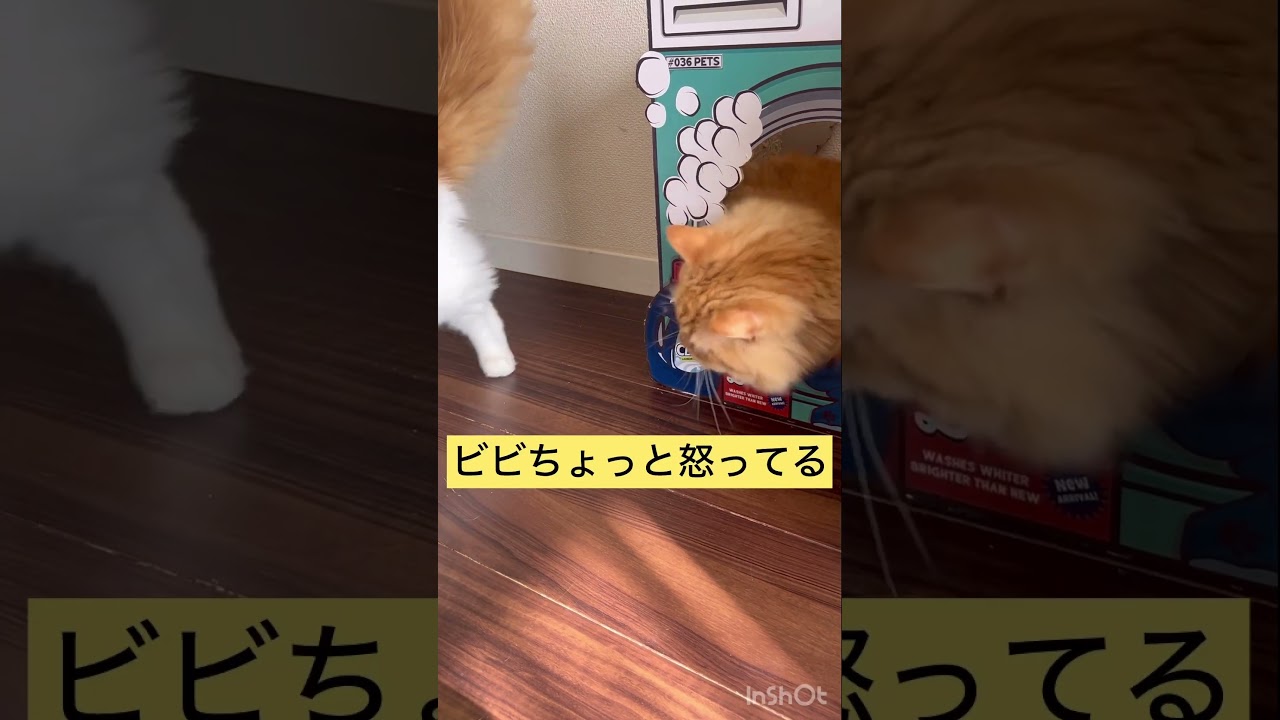 今日もトロは不機嫌#short#cat#猫アフレコ#ショート#ラガマフィン#サイベリアン