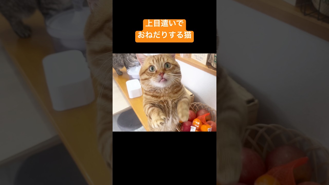 上目遣いでおやつおねだりする猫 #猫 #マンチカン #shorts