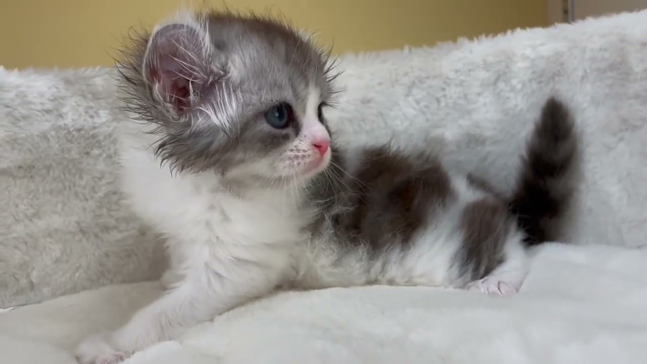 アメリカンカール 【シルバータビーホワイト】くるんと可愛いカール兄妹❣️