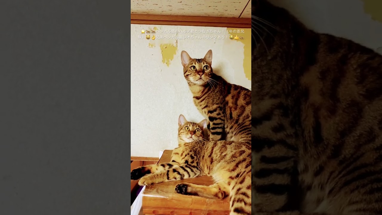 #猫#ベンガル猫#Bengal cat#short ★ベンガル猫のハルノ君とつむぎちゃん年の差兄妹！目指せ４０万人（笑）（２０２３１２２７ー３）＊🐆兄弟ベンガル猫レオちゃんのリンクあり！↷