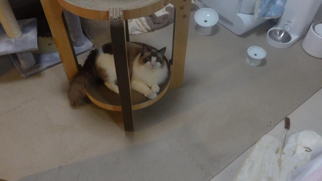 【ラグドール】バリバリボウルタワーを即お気に入りした猫がこちら【猫動画】