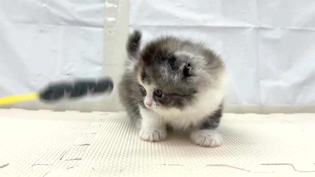 【1/1撮影】猫じゃらしで遊ぶスコティッシュフォールド！猫パンチデビュー♪