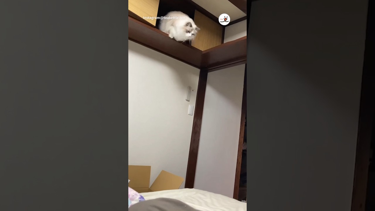 着地の“もふんッ”がかわいい😍｜PECO #ラグドール #猫 #猫動画 #猫のいる暮らし #ragdollcat #ragdoll #cat #catlover #catvideos